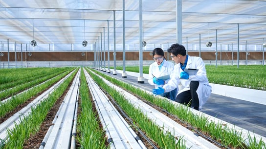workers at the greenery