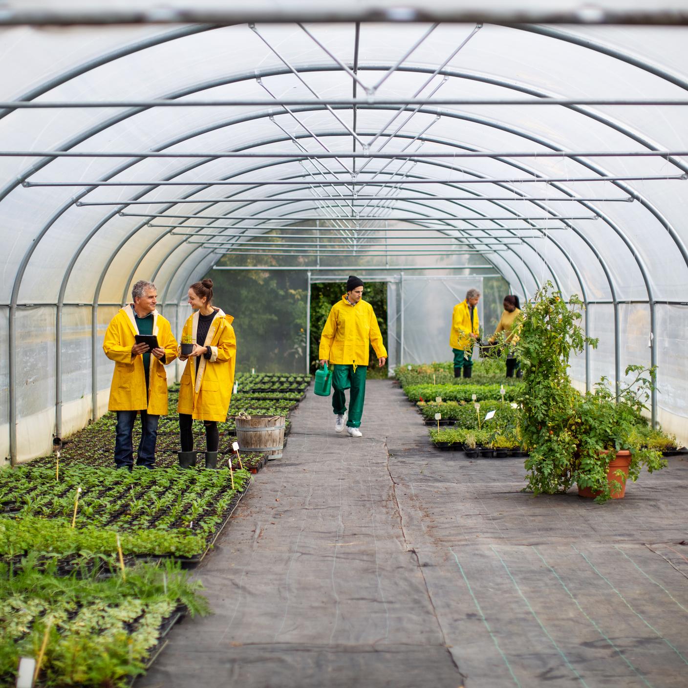 Gardeners working in a garden centre
