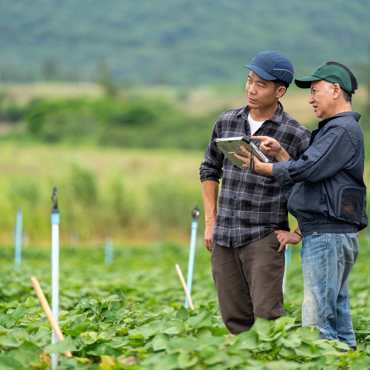 Two people standing in a field with crops